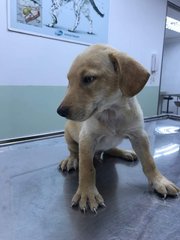 Doggie Re3 - Mixed Breed Dog