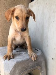 Doggie Re3 - Mixed Breed Dog