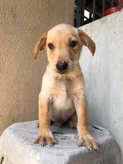 Doggie Re3 - Mixed Breed Dog