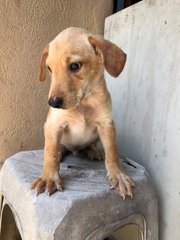 Doggie Re3 - Mixed Breed Dog