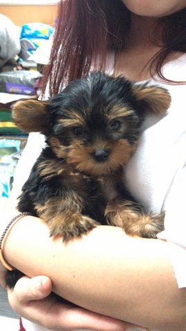 Anna - Yorkshire Terrier Yorkie Dog