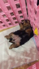 Anna - Yorkshire Terrier Yorkie Dog