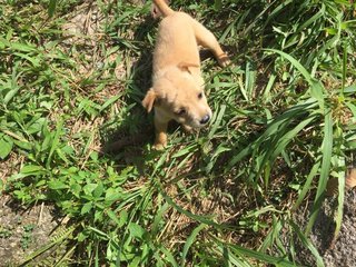 7 Cute Puppies - Mixed Breed Dog