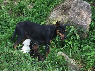 7 Cute Puppies - Mixed Breed Dog