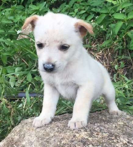 7 Cute Puppies - Mixed Breed Dog