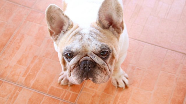 Meatball - French Bulldog Dog