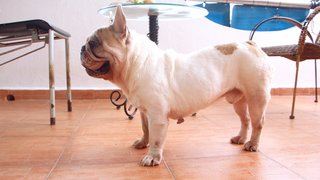 Meatball - French Bulldog Dog