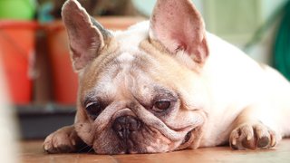 Meatball - French Bulldog Dog