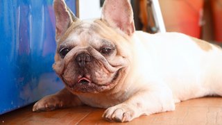 Meatball - French Bulldog Dog