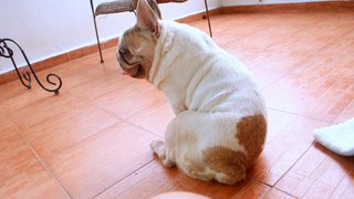 Meatball - French Bulldog Dog