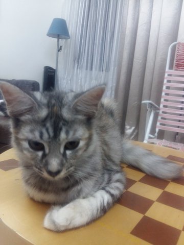 Husky - Domestic Long Hair Cat