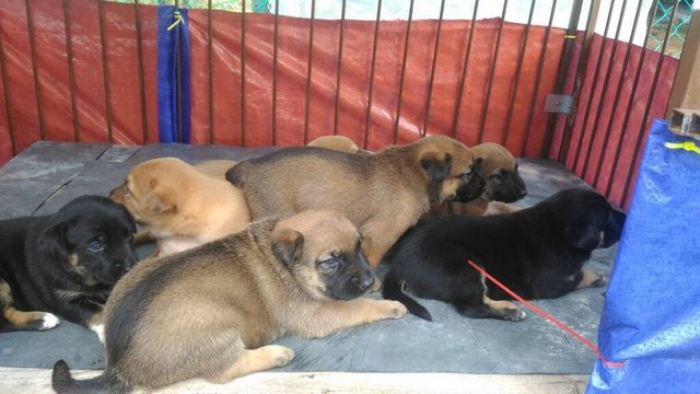 Puppies For Urgent Adoption - Mixed Breed Dog