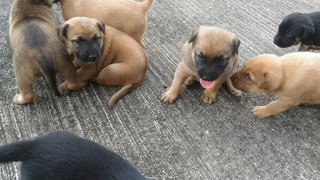 Puppies For Urgent Adoption - Mixed Breed Dog