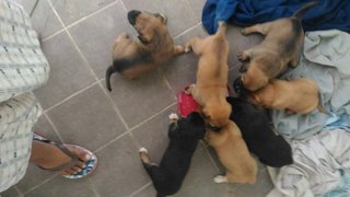 Puppies For Urgent Adoption - Mixed Breed Dog