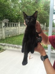 Hei Hei (Blackie) - Domestic Short Hair Cat