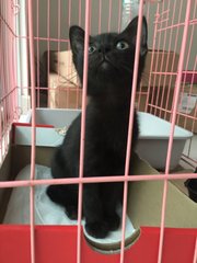 Hei Hei (Blackie) - Domestic Short Hair Cat