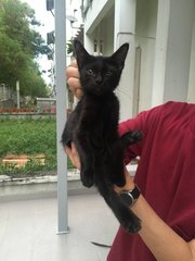 Hei Hei (Blackie) - Domestic Short Hair Cat