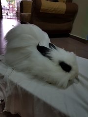 Panda  - Angora Rabbit Rabbit