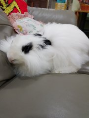 Panda  - Angora Rabbit Rabbit