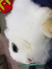 Panda  - Angora Rabbit Rabbit