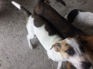 2 Puppies - Mixed Breed Dog