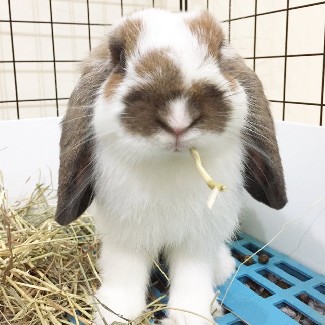 Muffin - Holland Lop Rabbit