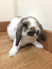 Muffin - Holland Lop Rabbit