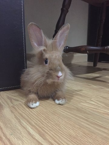 Simba - Lionhead Rabbit