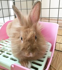 Simba - Lionhead Rabbit