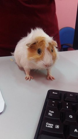 Amy &amp; Lolone - Guinea Pig Small & Furry