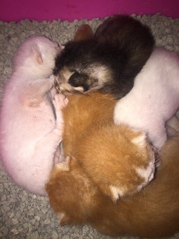 Kittens For Adoption - 3 Kittens - Domestic Medium Hair + Turkish Van Cat