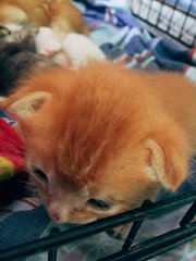 I’m giving this one without the white spot below the body compare to another one orange that almos