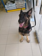 Sonje - German Shepherd Dog Dog