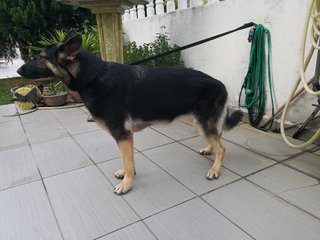 Sonje - German Shepherd Dog Dog