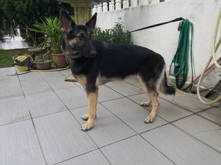 Sonje - German Shepherd Dog Dog