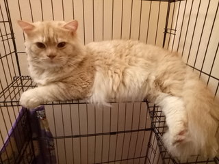 Dimsum - Maine Coon + Persian Cat