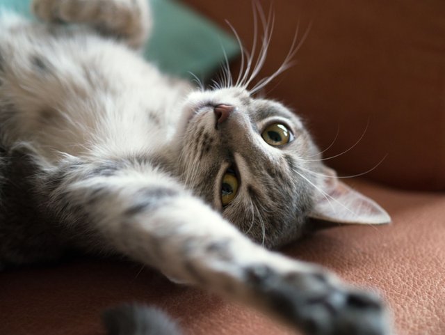 Sugar - Somali Cat