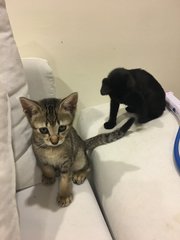 School Kittens  - Domestic Short Hair Cat