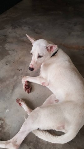 Unknown Found In Taman Desa - Mixed Breed Dog