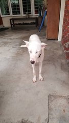 Unknown Found In Taman Desa - Mixed Breed Dog