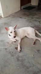 Unknown Found In Taman Desa - Mixed Breed Dog