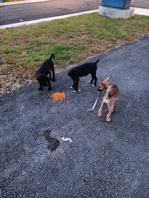 1.5month Puppy Male - Mixed Breed Dog