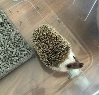 PF87131 - Hedgehog Small & Furry