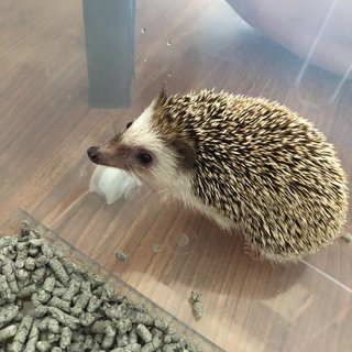 PF87131 - Hedgehog Small & Furry