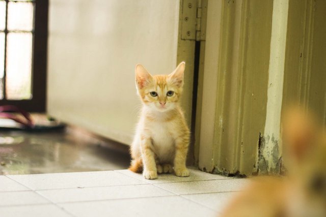 Kittens Looking For Forever Home. - Domestic Short Hair Cat