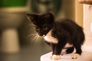 Kittens Looking For Forever Home. - Domestic Short Hair Cat