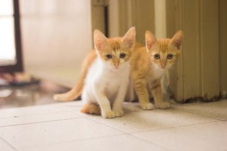 Kittens Looking For Forever Home. - Domestic Short Hair Cat