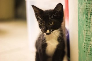 Kittens Looking For Forever Home. - Domestic Short Hair Cat