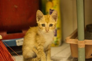 Kittens Looking For Forever Home. - Domestic Short Hair Cat