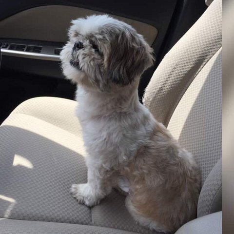 Gingerlee - Shih Tzu Dog